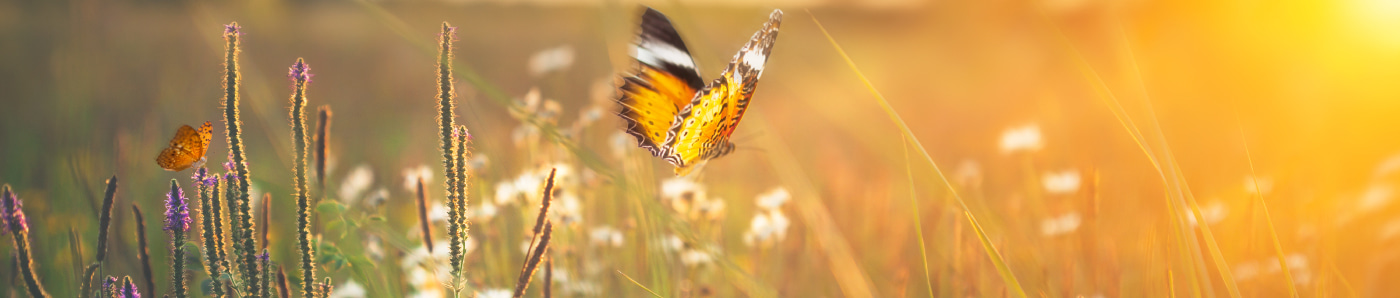 Butterflies fluttering over sunny field